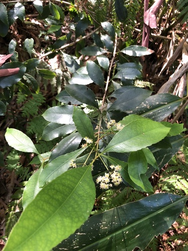 Schizomeria ovata (White cherry) — photo