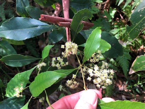 Schizomeria ovata