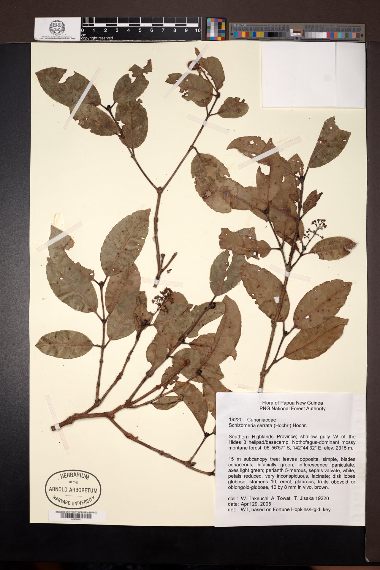 Schizomeria serrata — photo