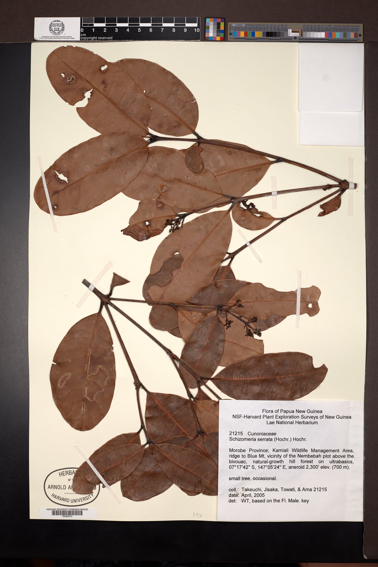 Schizomeria serrata — photo