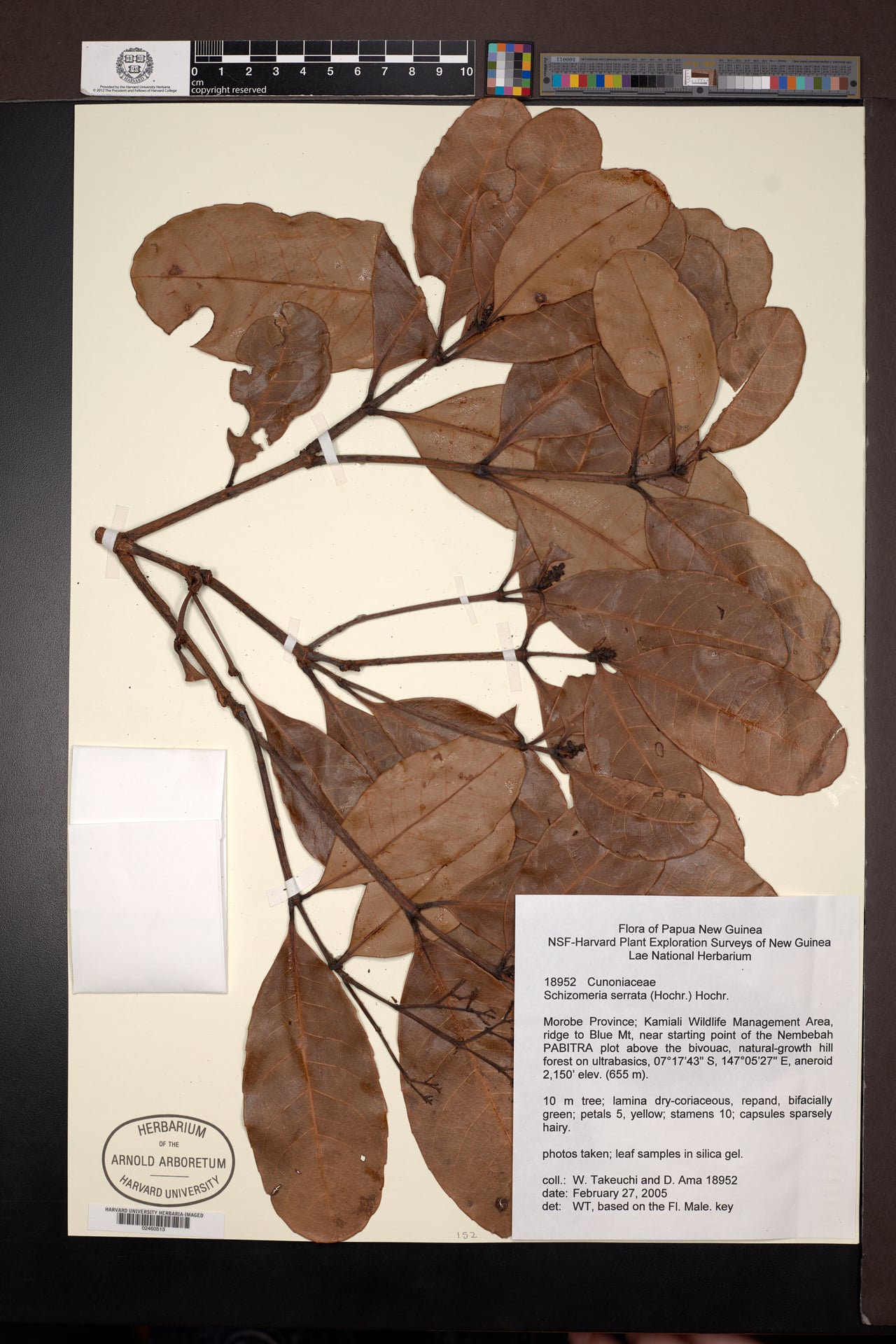 Schizomeria serrata