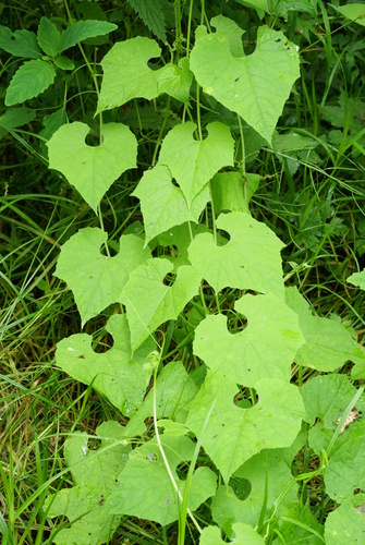 Schizopepon bryoniifolius