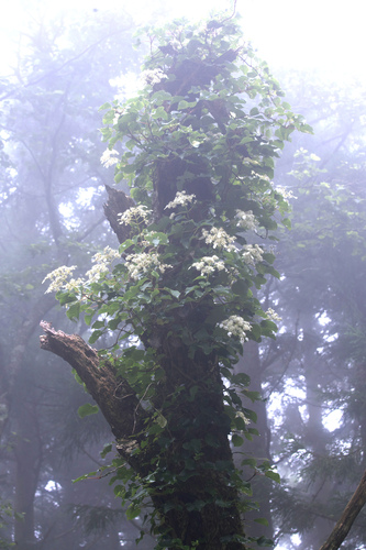 Schizophragma hydrangeoides (Climbing Hydrangea Vine) — photo