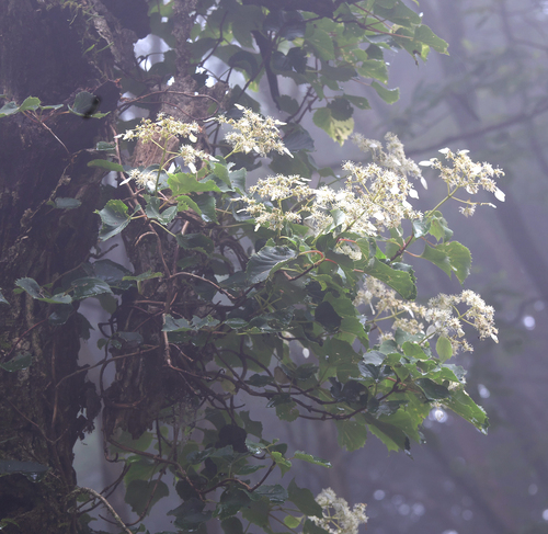 Schizophragma hydrangeoides (Climbing Hydrangea Vine) — photo