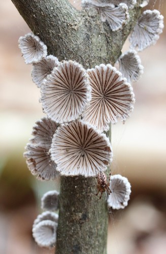 Schizophyllum commune (Alder Agaric) — photo