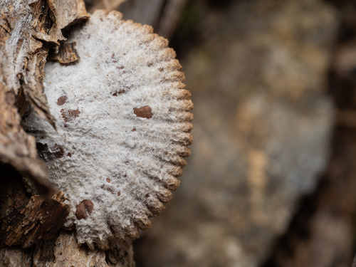 Schizophyllum commune (Alder Agaric) — photo