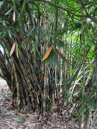 Schizostachyum brachycladum (Sacred Bali bamboo) — photo