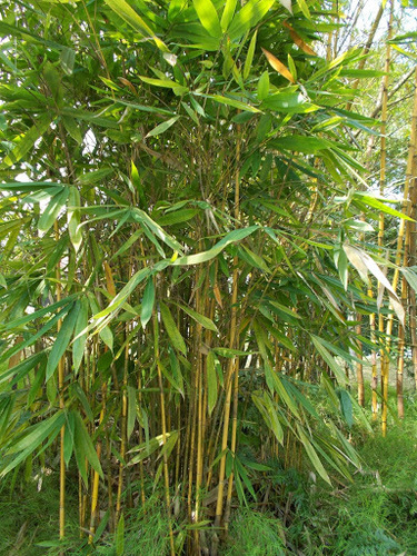 Schizostachyum brachycladum (Sacred Bali bamboo) — photo