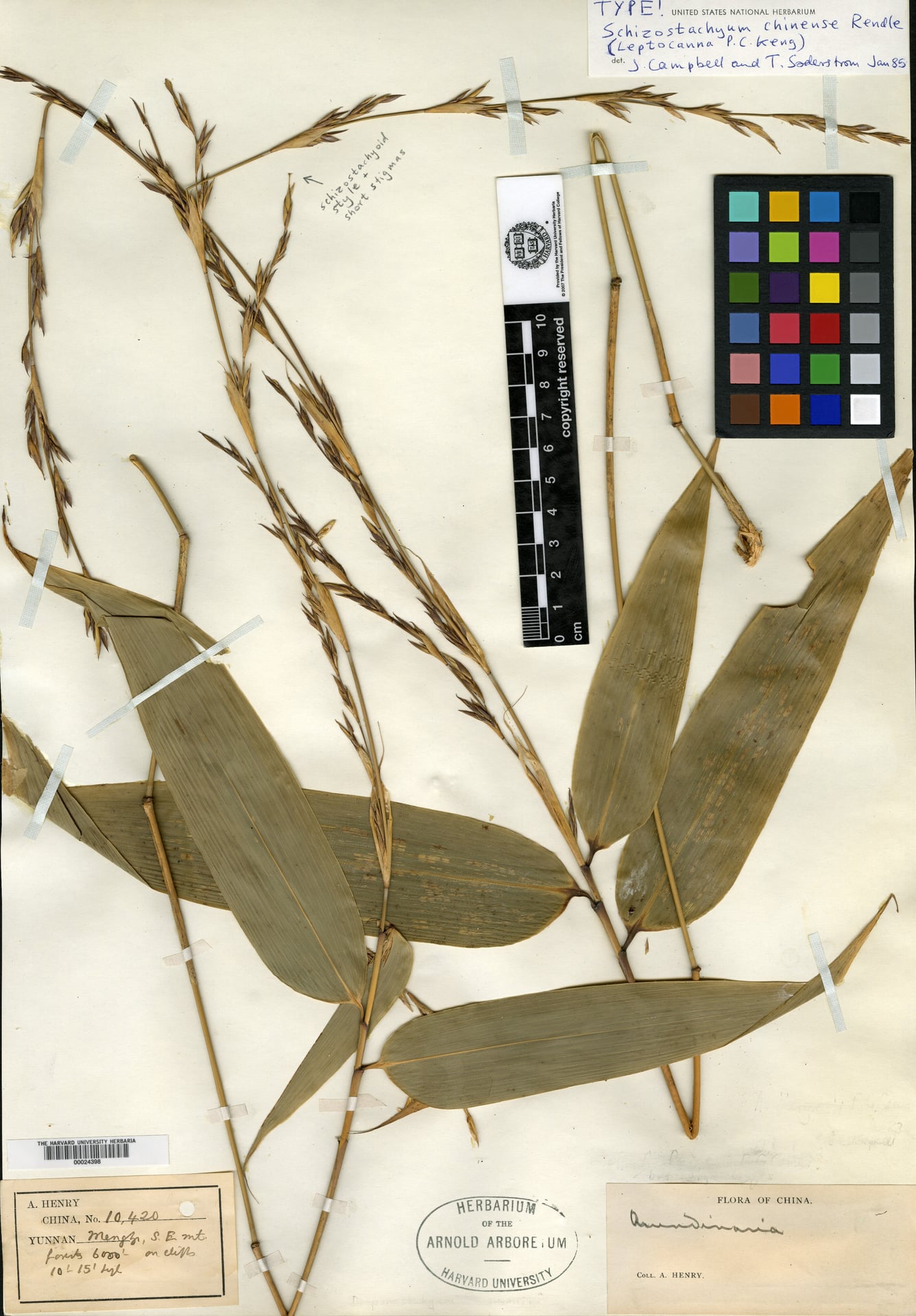 Schizostachyum chinense