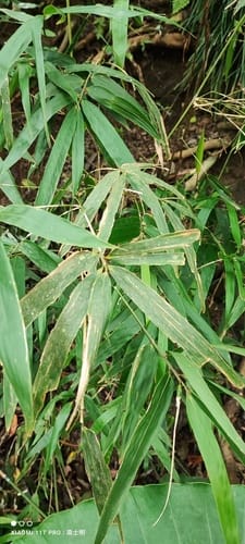 Schizostachyum diffusum (Bikal) — photo
