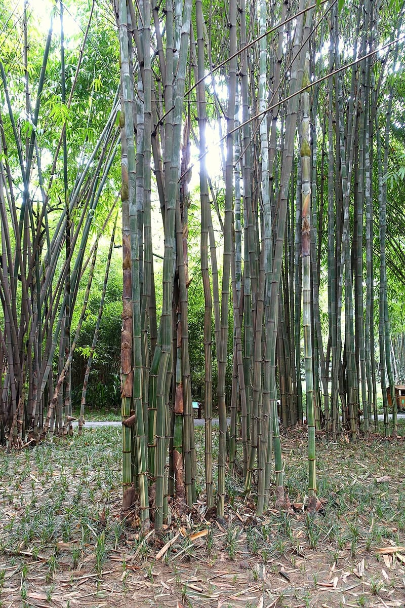 Schizostachyum funghomii — photo