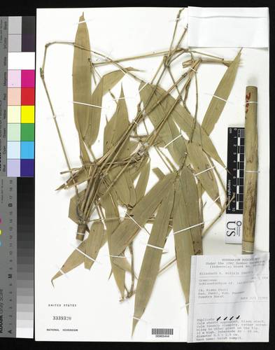 Schizostachyum latifolium
