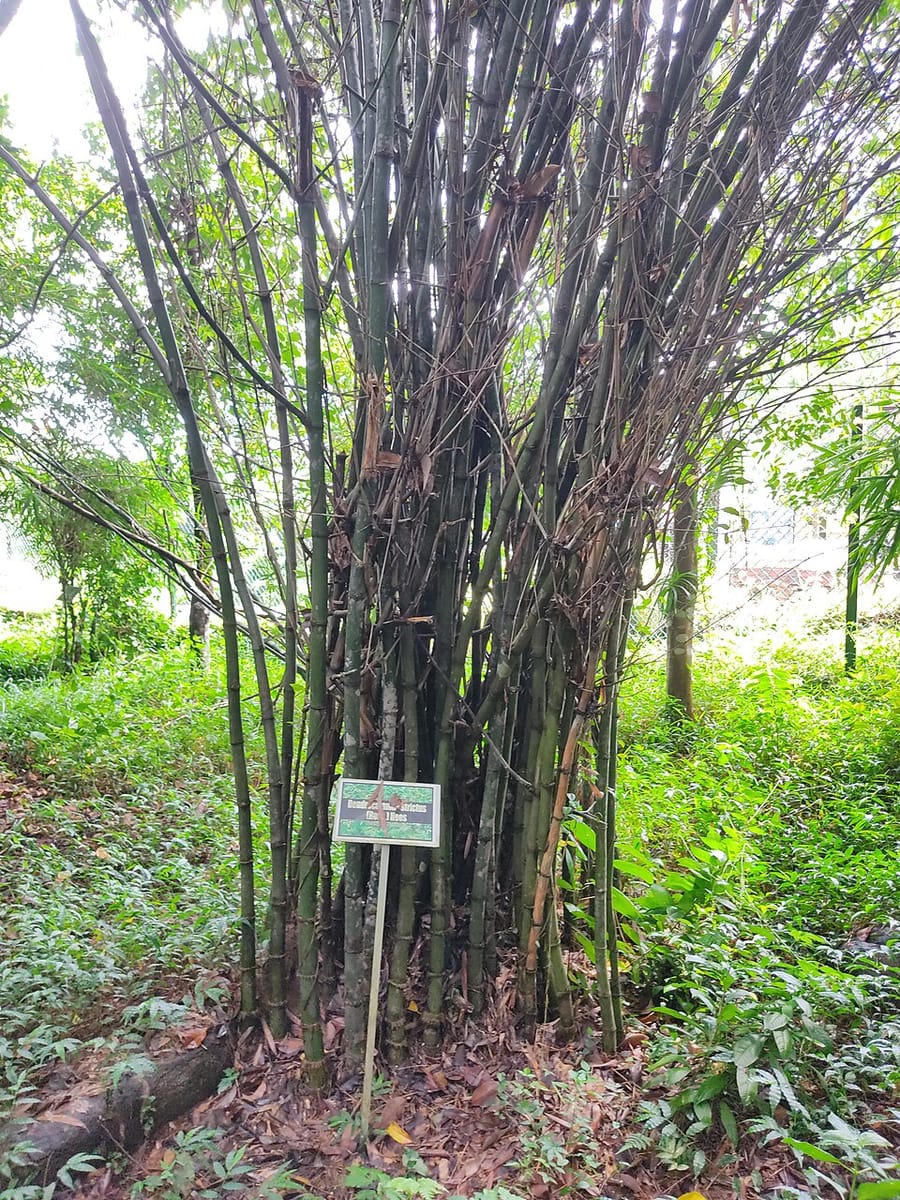 Schizostachyum lima (Anos Bamboo) — photo