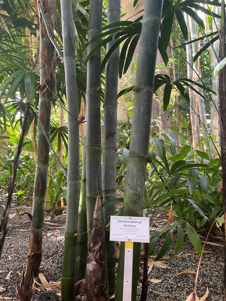 Schizostachyum lima (Anos Bamboo) — photo