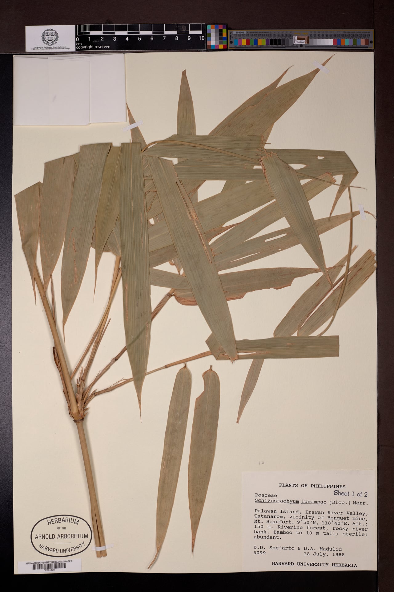 Schizostachyum lumampao (Buho) — photo