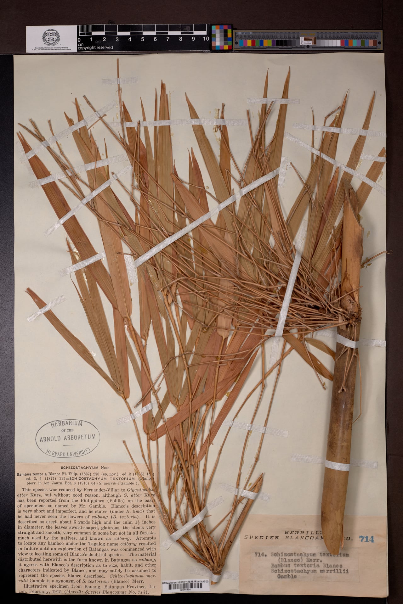 Schizostachyum textorium (Kalbang) — photo