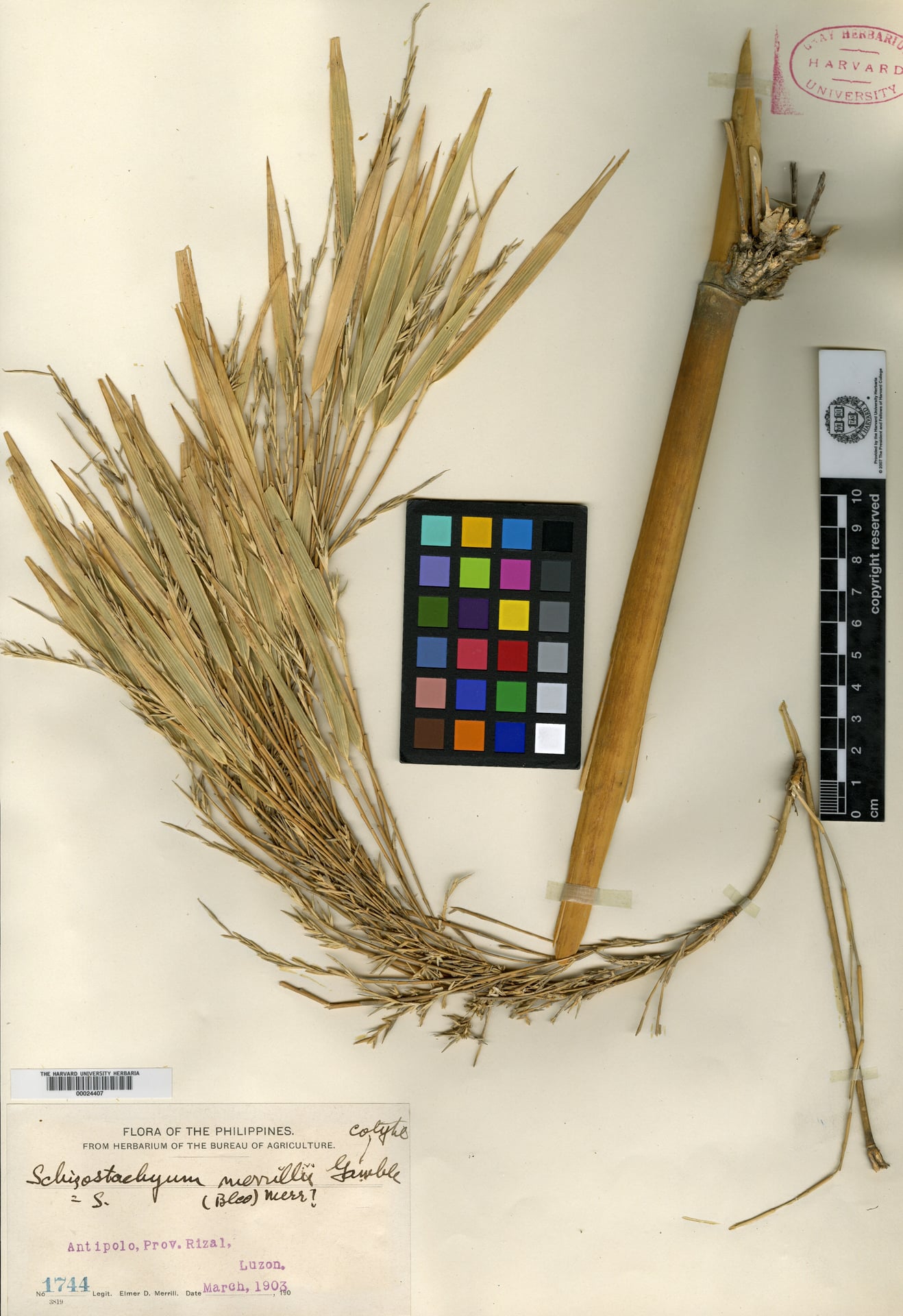 Schizostachyum textorium (Kalbang) — photo