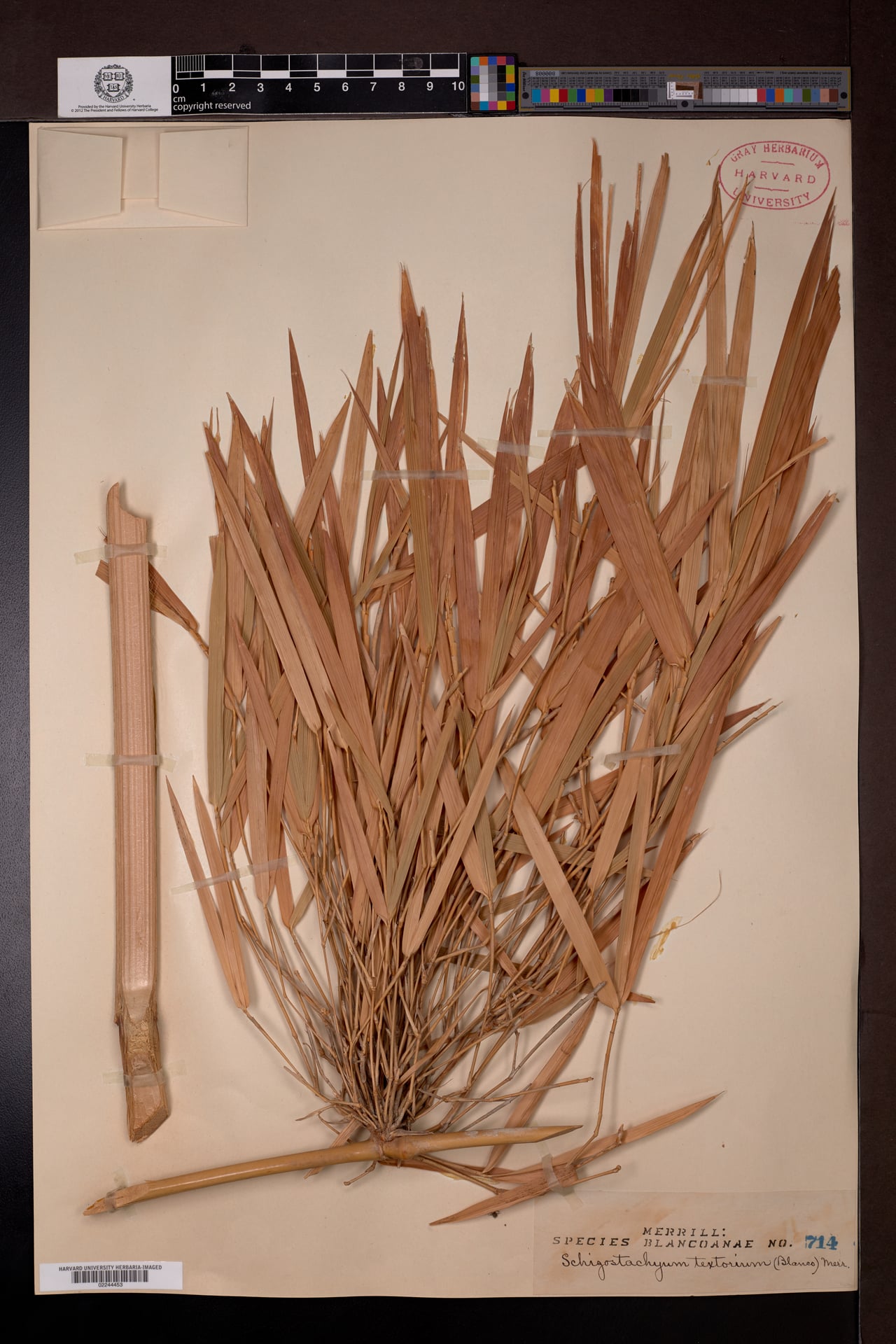 Schizostachyum textorium