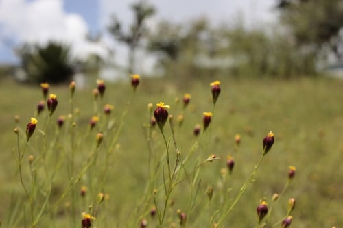 Schkuhria pinnata (Dwarf marigold) — photo