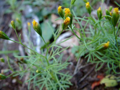 Schkuhria pinnata (Dwarf marigold) — photo