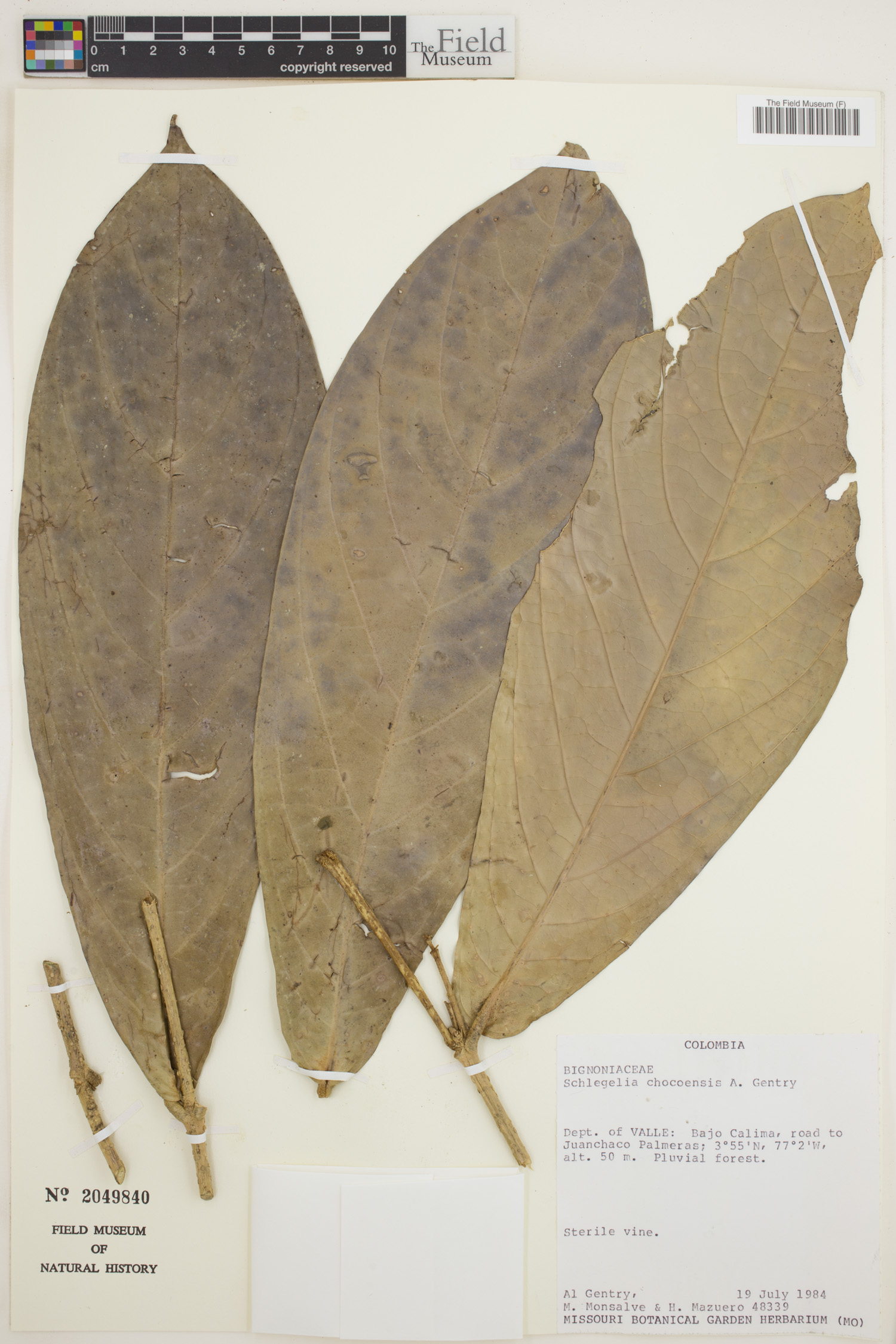 Schlegelia chocoensis — photo