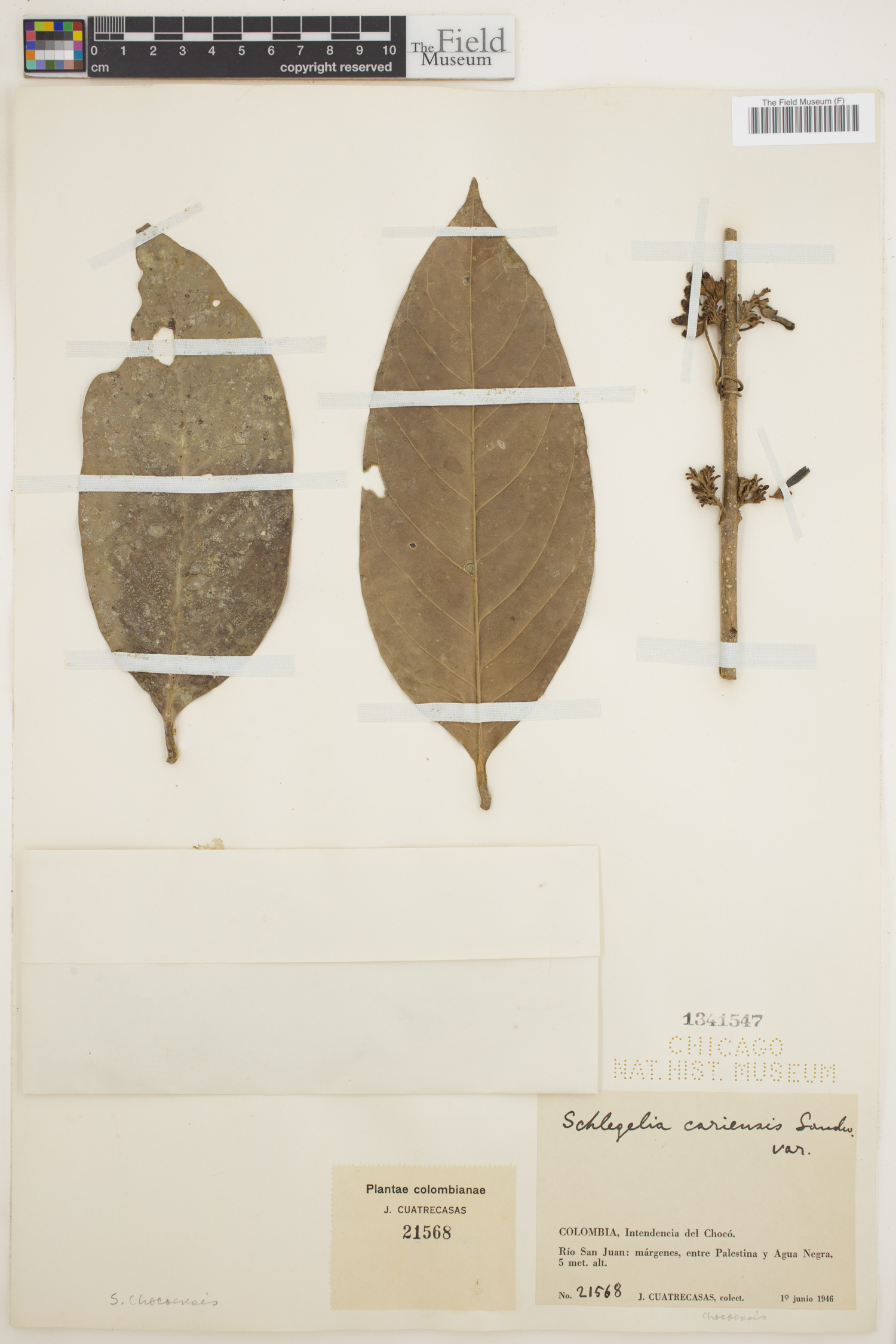 Schlegelia chocoensis — photo