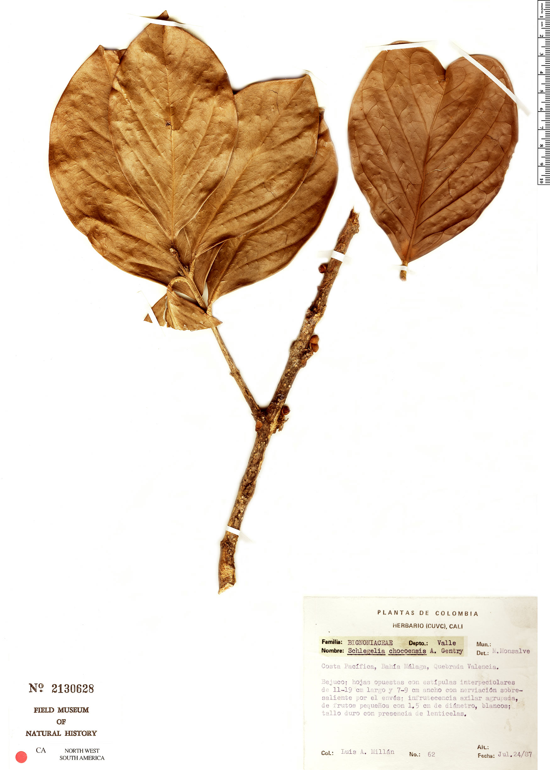 Schlegelia chocoensis