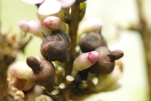 Schlegelia darienensis (Emosse-berry) — photo