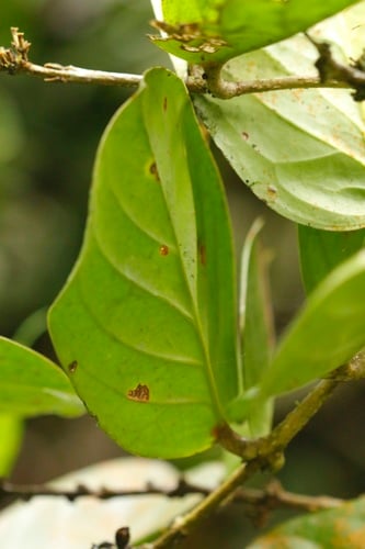 Schlegelia darienensis (Emosse-berry) — photo