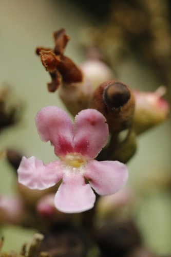 Schegeliaceae