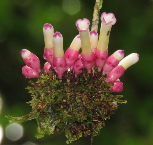 Schlegelia fastigiata
