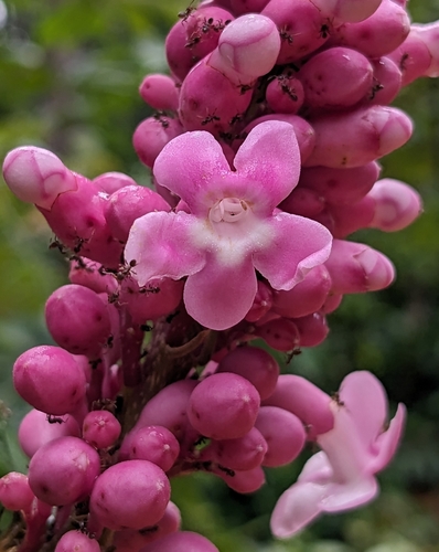 Schlegelia violacea — photo