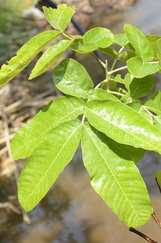 Schleichera oleosa (Lac tree) — photo