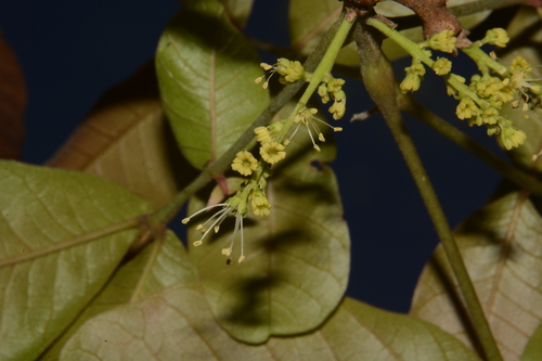 Schleichera oleosa (Lac tree) — photo