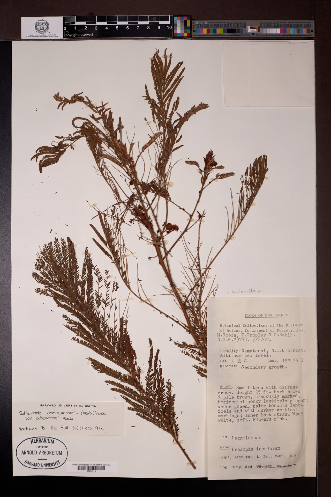 Schleinitzia novoguineensis