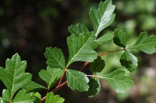 Schmaltzia trilobata (kunkbush sumac) — photo