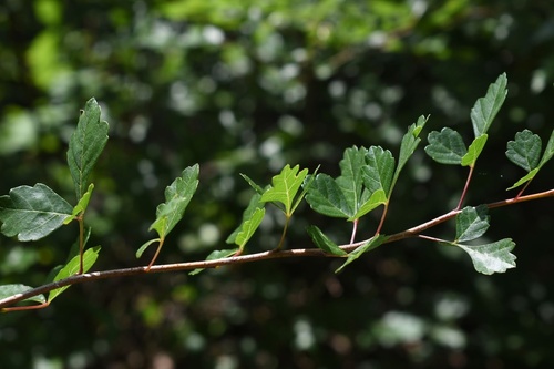 Schmaltzia trilobata (kunkbush sumac) — photo
