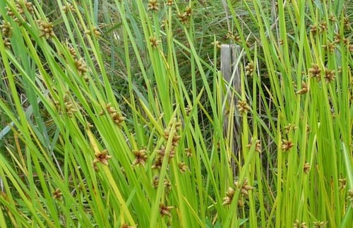 Schoenoplectiella mucronata (Bog bulrush) — photo