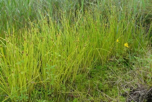 Schoenoplectiella mucronata (Bog bulrush) — photo