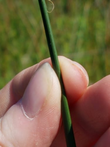 Schoenoplectus acutus (Hardstem Bulrush) — photo