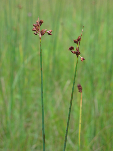 Schoenoplectus acutus