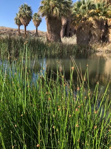 Schoenoplectus americanus (American bulrush) — photo