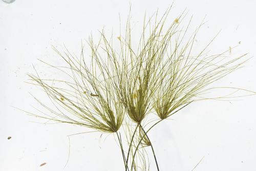 Schoenoplectus corymbosus var. brachyceras (Marjasina) — photo