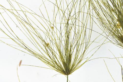 Schoenoplectus corymbosus var. brachyceras (Marjasina) — photo
