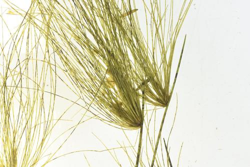 Schoenoplectus corymbosus var. brachyceras