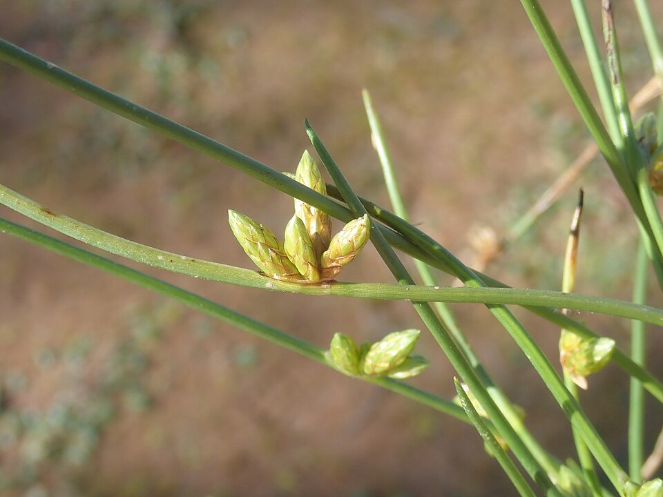 Schoenoplectus dissachanthus — photo