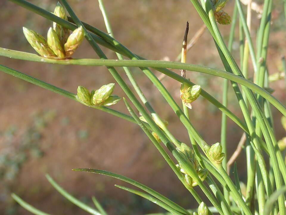 Schoenoplectus dissachanthus