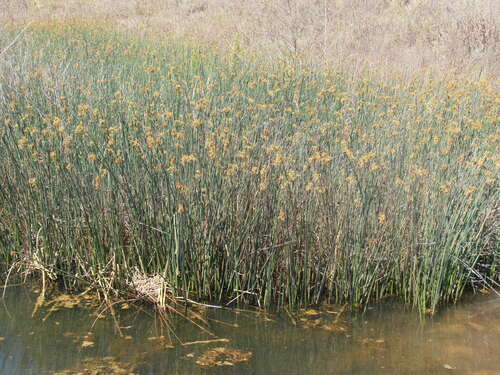 Schoenoplectus lacustris (Great bulrush) — photo