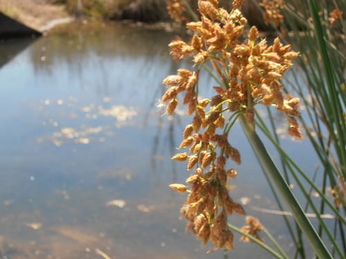 Schoenoplectus lacustris (Great bulrush) — photo