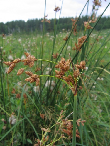 Schoenoplectus lacustris